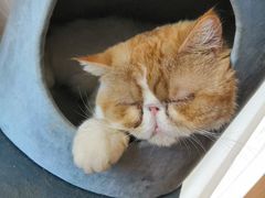 -Sweet cat·星愿猫咖(国贸大厦店)