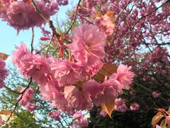 -北海道厅旧本厅舍(旧本庁舎)