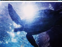 -海合安武汉极地海洋公园