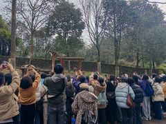 -都江堰中华大熊猫苑