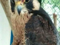 -广东茂名森林公园