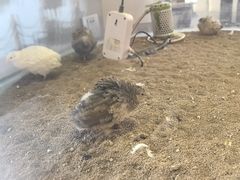 -上海怡沁园度假酒店