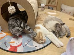 -猫和宫(六道口店)