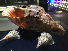 -青岛贝壳博物馆