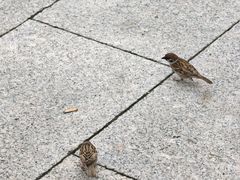 -门框胡同百年卤煮(鸟巢店)