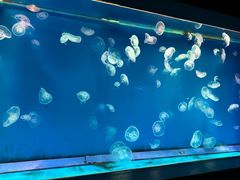 -大连圣亚海洋世界
