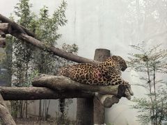 -成都动物园