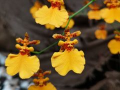 -南通洲际绿博园