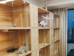-猫十亿·布偶金渐层·曼基康矮脚猫舍(青年路店)