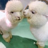 魔都遛娃新选择[调皮]室内动物园你心动吗[加油]