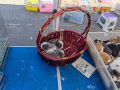 -中环花鸟鱼虫市场