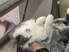 -宠物兔专门店(天丰利市场店)