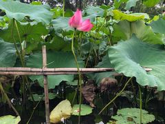 -木守西溪溪隐餐厅
