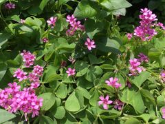 -苏州河梦清园环保主题公园