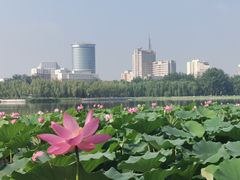 -莲花池公园