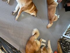 -喜柴咖啡·柴犬狗咖