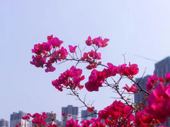 -马銮湾景区