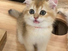 -袖虎·猫馆(体育西路店)