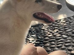 -柴犬高等学院·狗咖·柴犬售卖·宠物训练