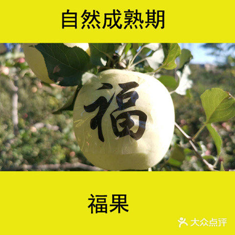 十一，来门头沟爬山、摘苹果
