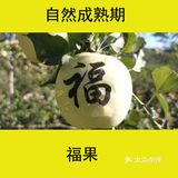 十一，来门头沟爬山、摘苹果