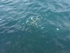 -东姑阿都拉曼海洋公园