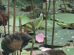-大湾区中央湿地公园