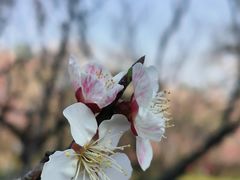 -梅花山(明孝陵内)