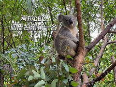 -广州长隆野生动物世界