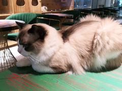 -喵喵咪呀布偶猫咖(春熙路店)