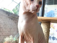 -more than meow吴止猫主题餐厅(承德 中船汇店)