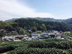 -龙井村