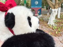 -番禺大夫山森林公园