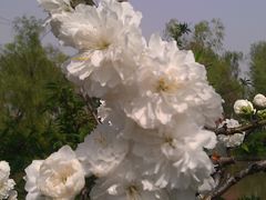 IMAG1035-南汇桃花村