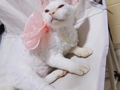 -宠福鑫康馨动物医院·骨科·眼科