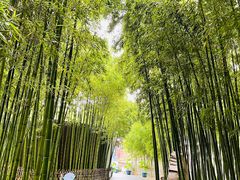 -陈家山荷花公园