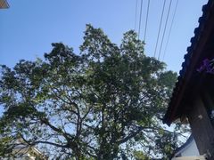 -正宗杨记普洱酸醋米线(总店)