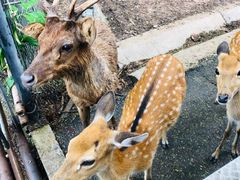 -清迈夜间动物园