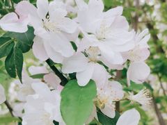 -海棠花溪(元大都城垣遗址公园)