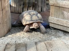 -大连森林动物园