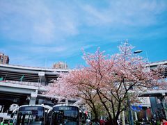 -上海南浦大桥长途旅游客运站