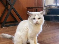 -楼上猫咖(罗湖店)