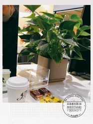 -丝语萱形象