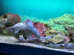 -上海海洋水族馆