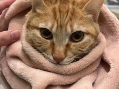 -艾吉宠物医院·疑难杂症转诊中心·猫友好(碧江路院)