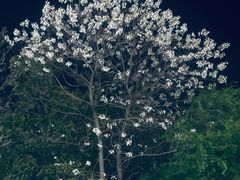 -麦当劳(王家湾步步高餐厅)