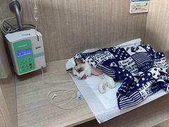 -北京观赏动物医院·24小时大型综合·猫专科·异宠专科