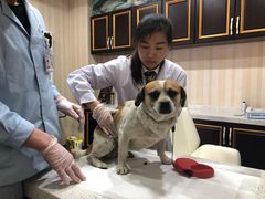 -宠爱国际动物医院·疑难骨科·心肾内科·皮肤科(太阳宫店)