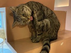 -猫儿山۰猫主题餐厅