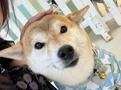 -怪兽屋·羊驼·猫咖·狗咖(俊华广场店)